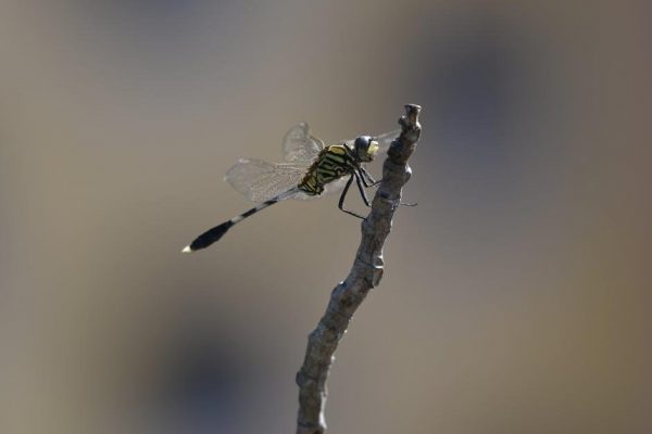 campbell biology free pdf