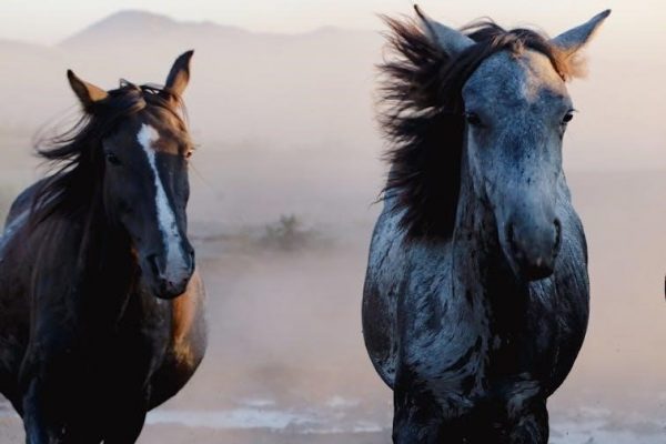 fruits of the spirit printable pdf free