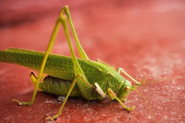 quebec hop on hop off bus map pdf download